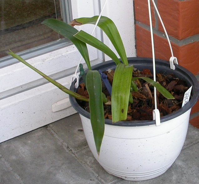 Coelogyne Cristata var. alba.png