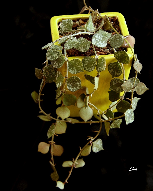 hoya curtisii'22.04.09.JPG