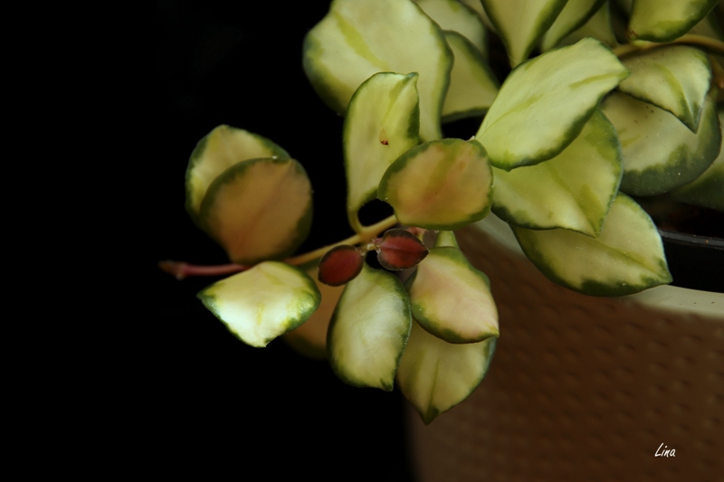 Hoya heuschkeliana'22.04..JPG