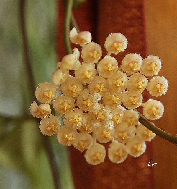 Hoya obscura'22.04.09.JPG