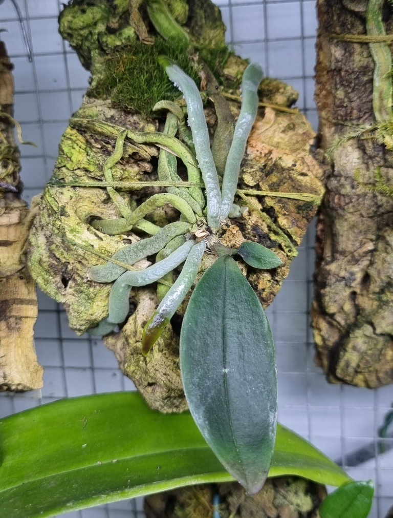 Phalaenopsis natmataungensis.jpg