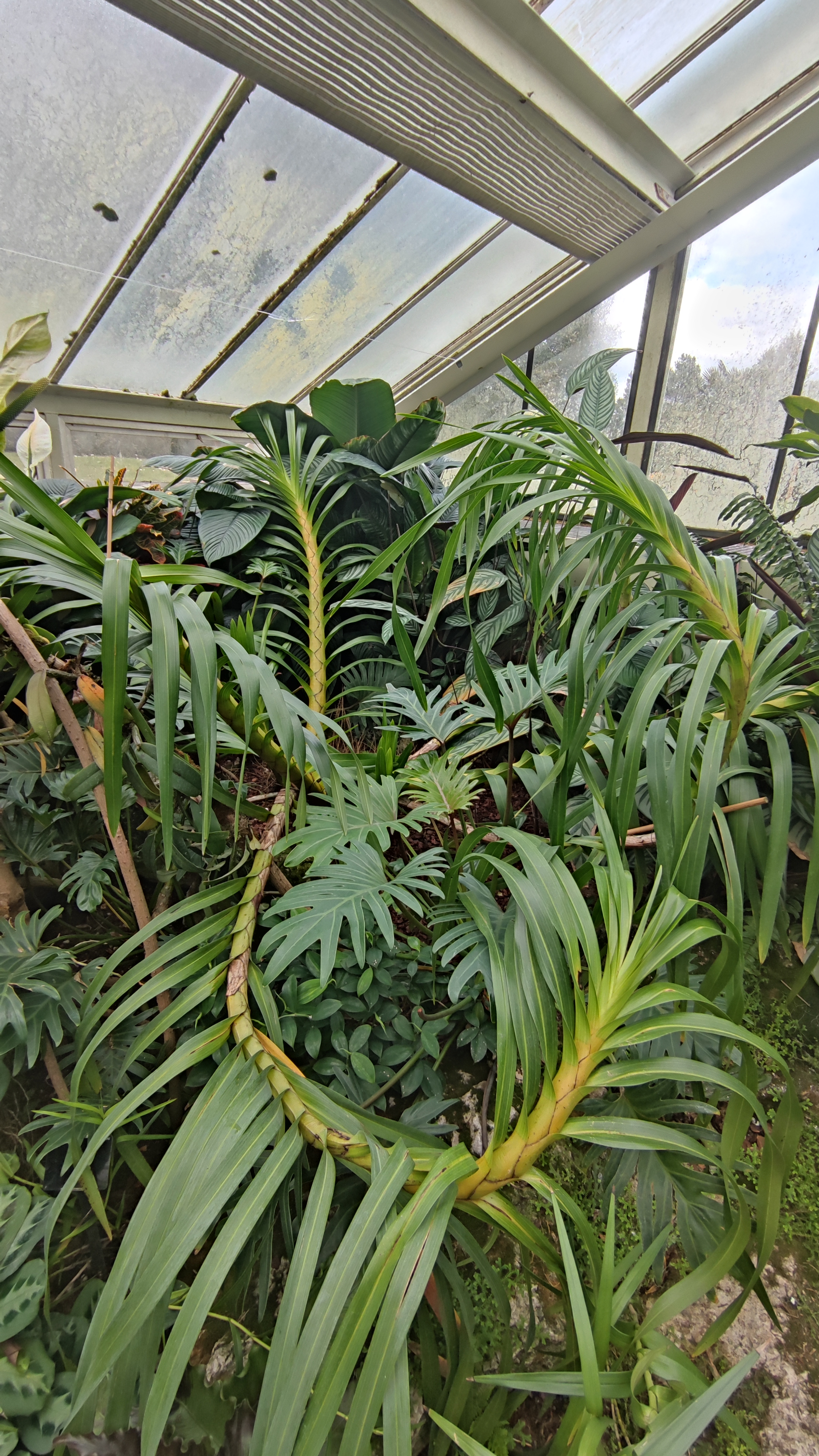 Queen of orchids - Grammatophyllum speciosum
