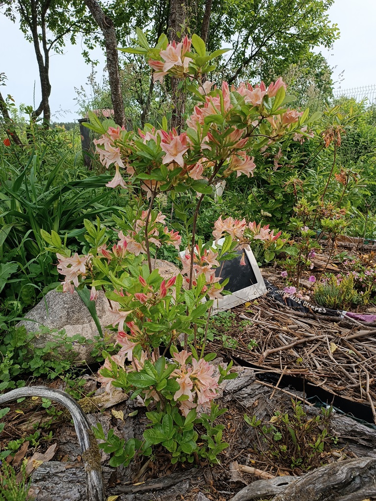 220618 Rhododendron hybr.(Azalea) 'Chanel' 01.jpg