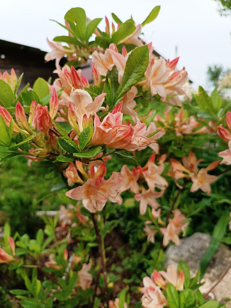 220618 Rhododendron hybr.(Azalea) 'Chanel' 02.jpg