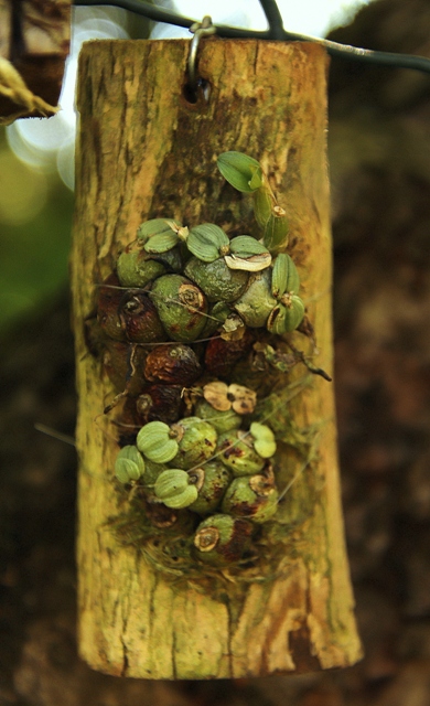 Constantia cristinae'22.07.20.JPG