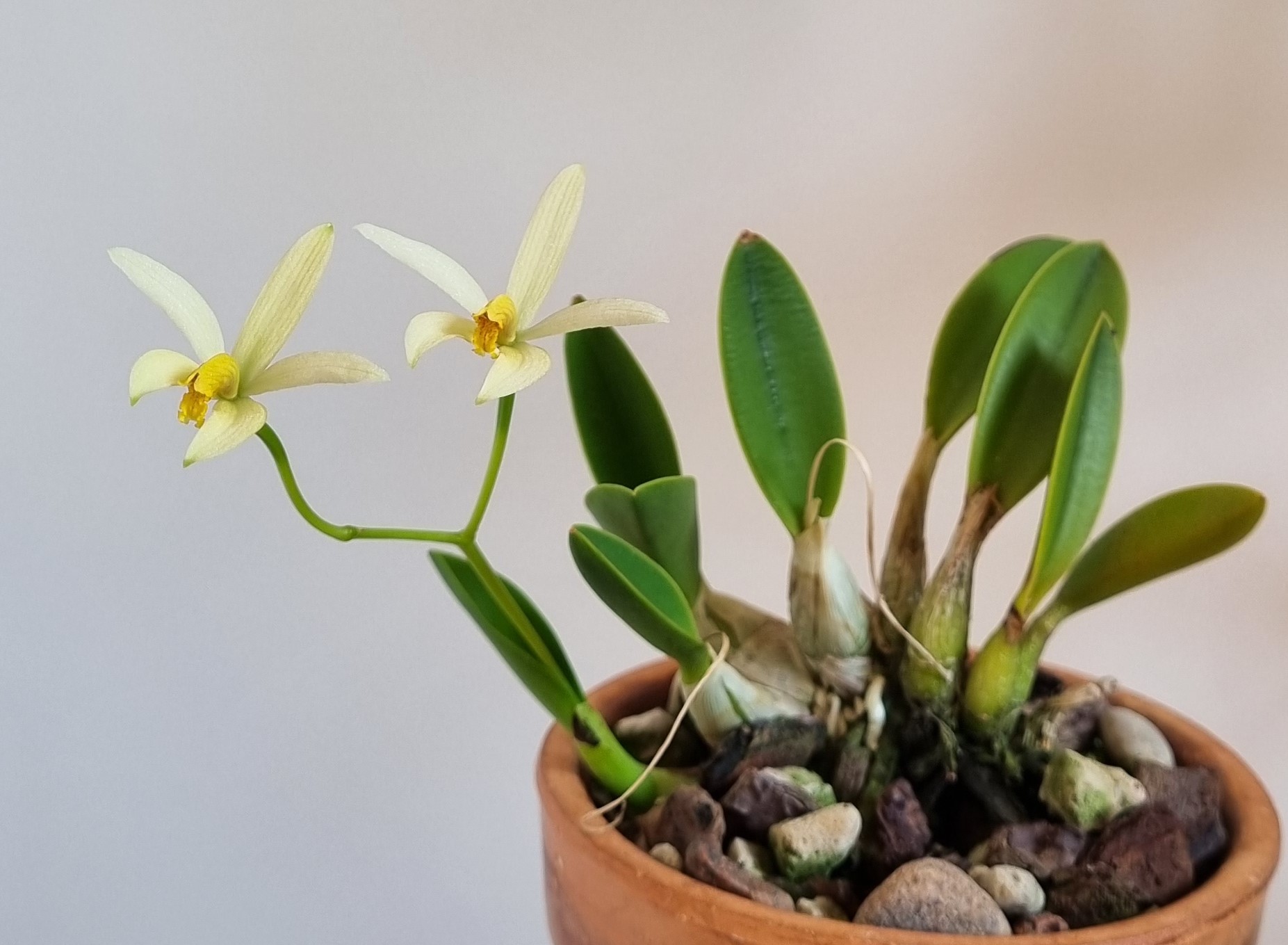 20220822_Laelia regentii1.jpg