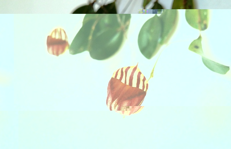 Lepanthes caprimulgus 2014-01-21 4.jpg