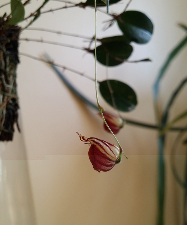 Lepanthes caprimulgus 2014-01-21 2.jpg