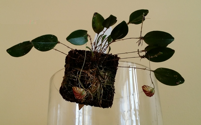 Lepanthes caprimulgus 2014-01-21 1.jpg