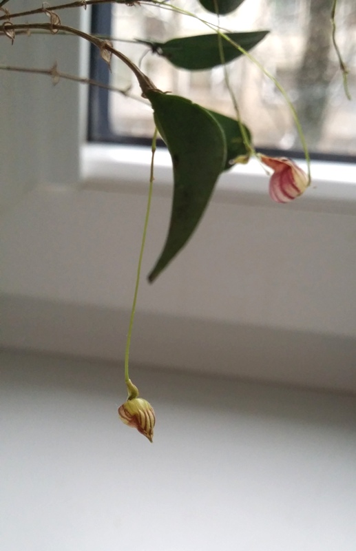 Lepanthes caprimulgus 2013-12-15 4.jpg