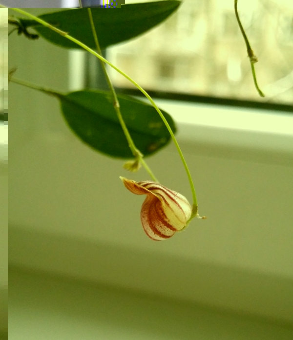 Lepanthes caprimulgus 2013-12-15 2.jpg