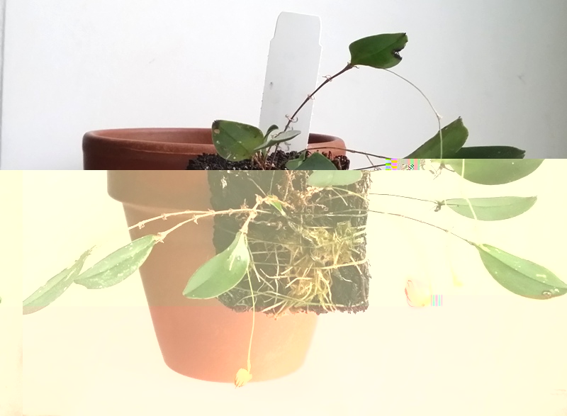 Lepanthes caprimulgus 2013-12-15 1.jpg