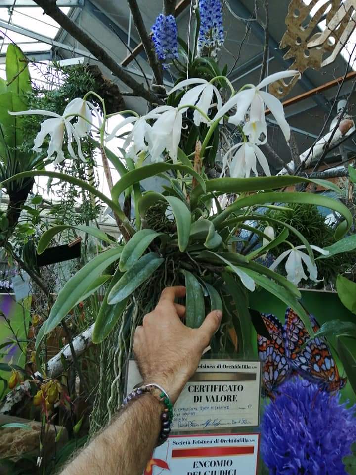 Cattleya maxima