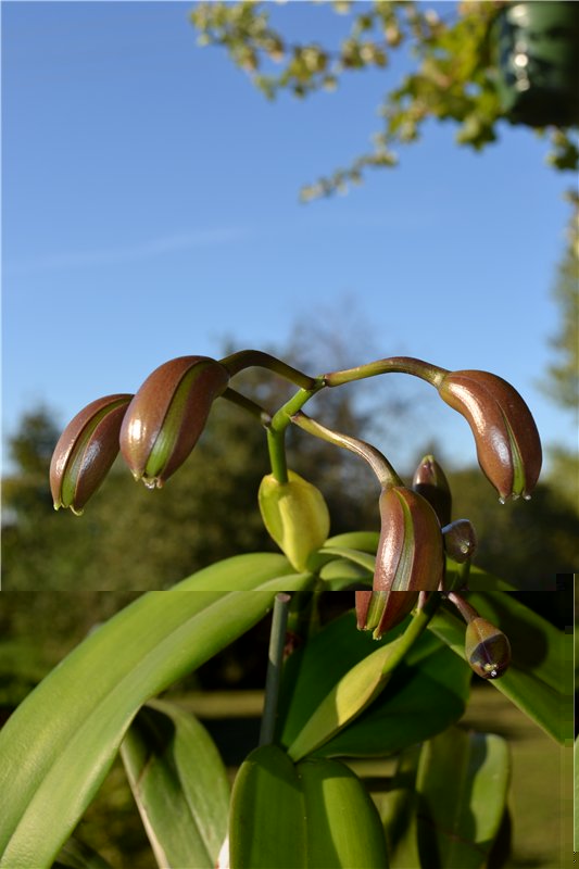 C. bicolor.jpg
