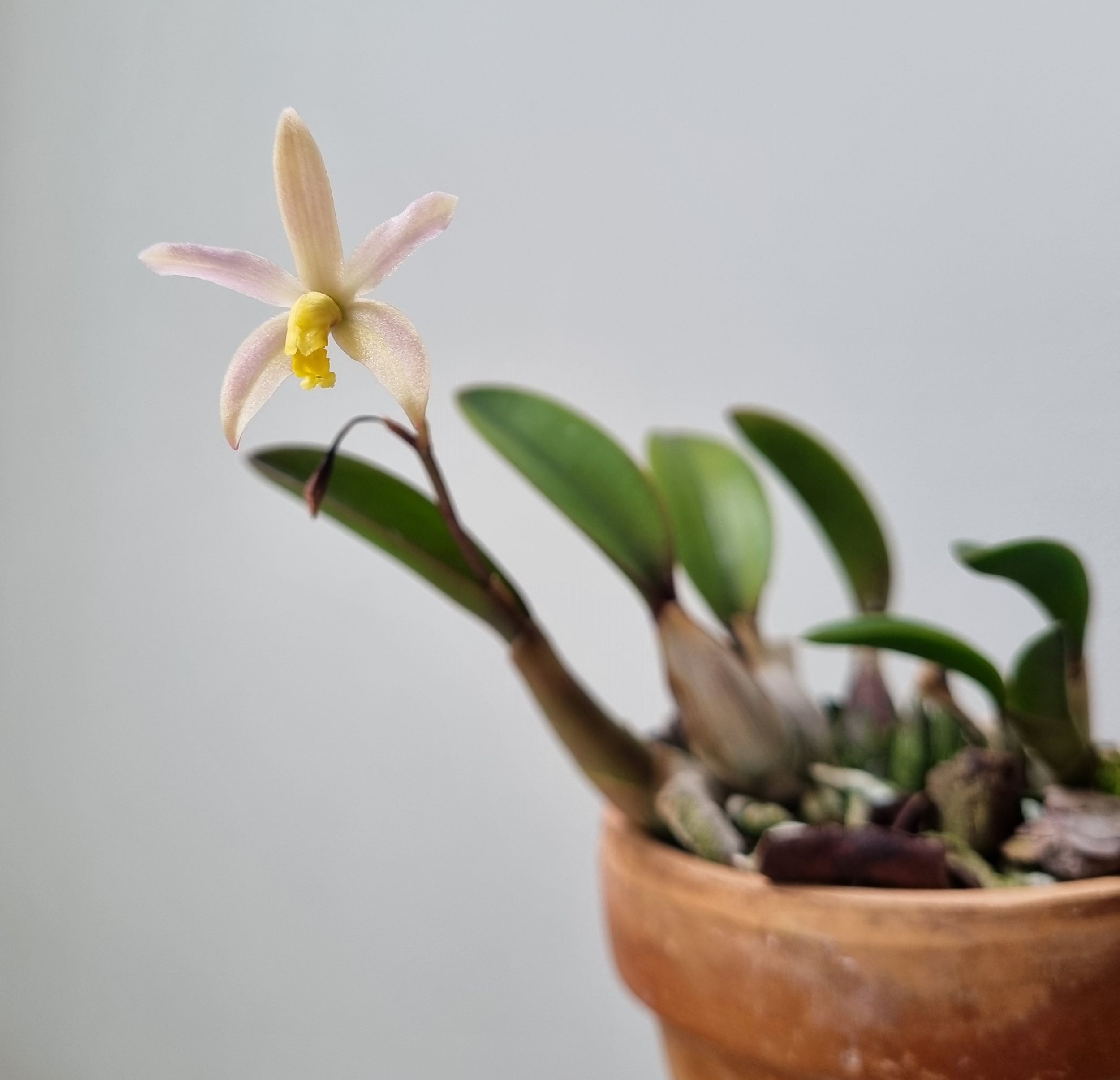 20220913_Laelia kettiana.jpg