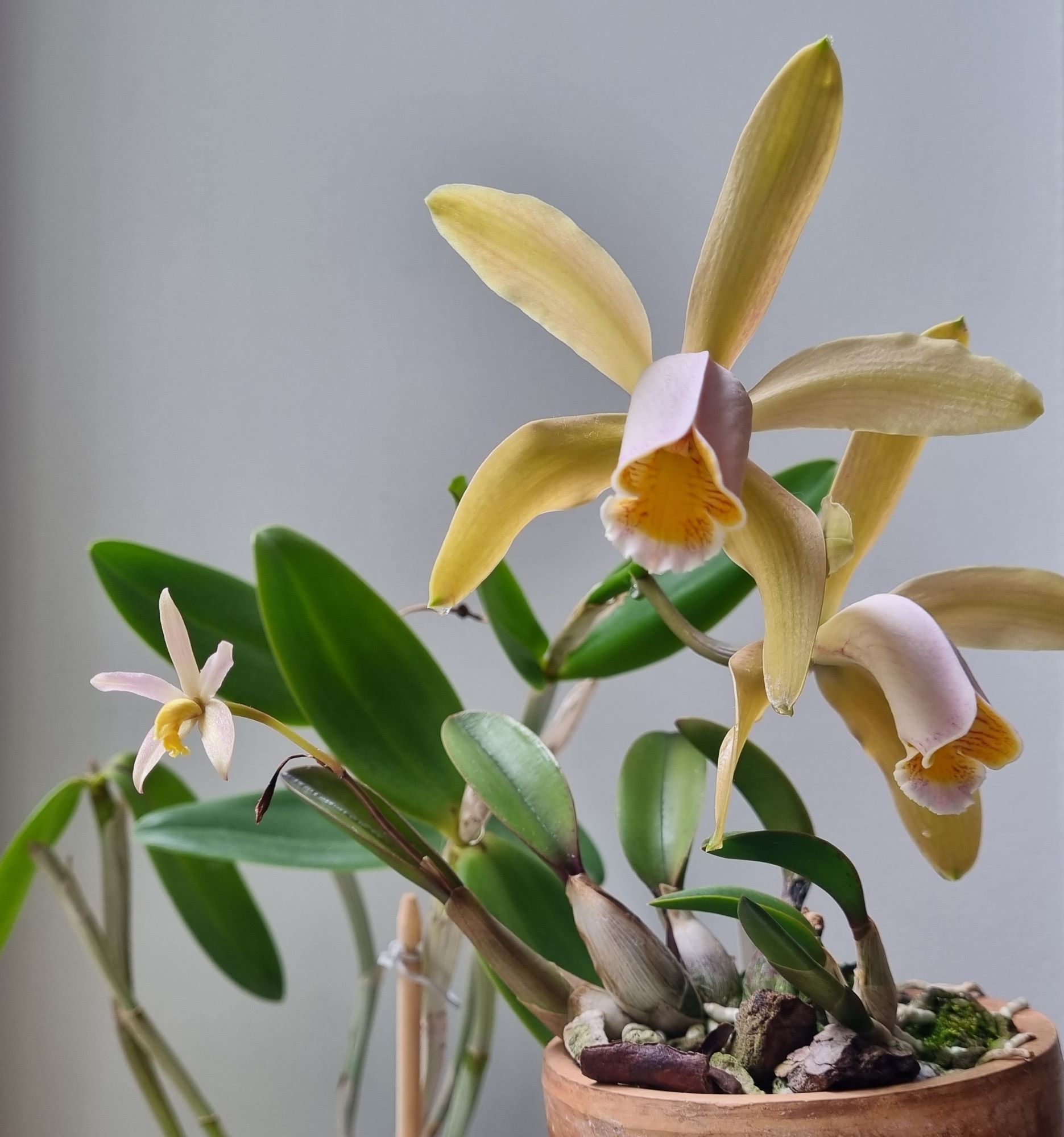 20220913_Laelia kettiana ir C. forbesii.jpg