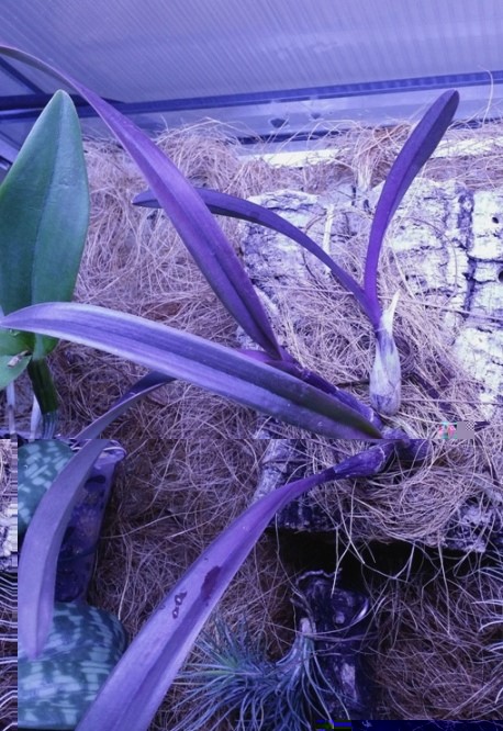 Encyclia adenocaula x Laelia harpophyla 2014-02-13.jpg