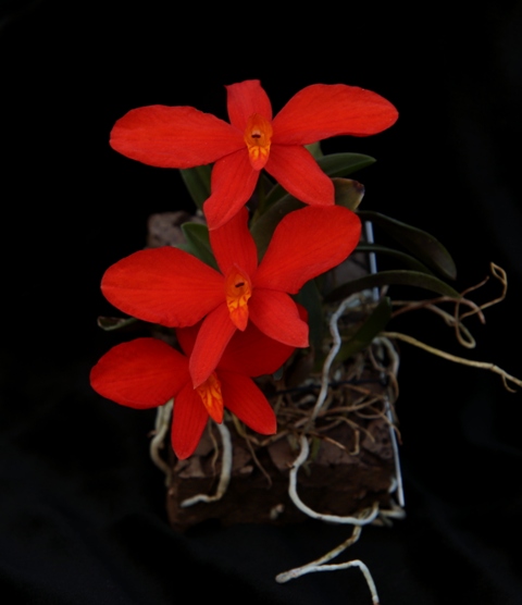 Sophronitis miniata'22.08.JPG