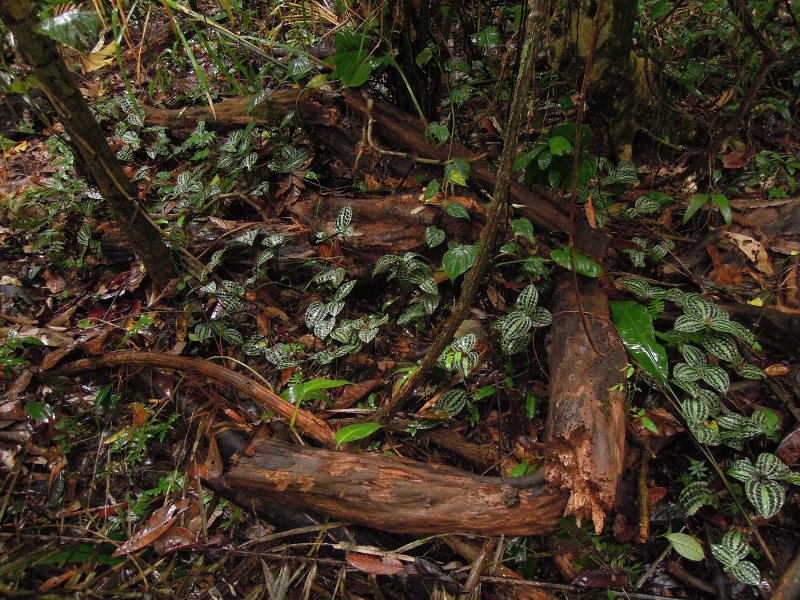 Geogenanthus undatus (nuotrauka iš interneto)