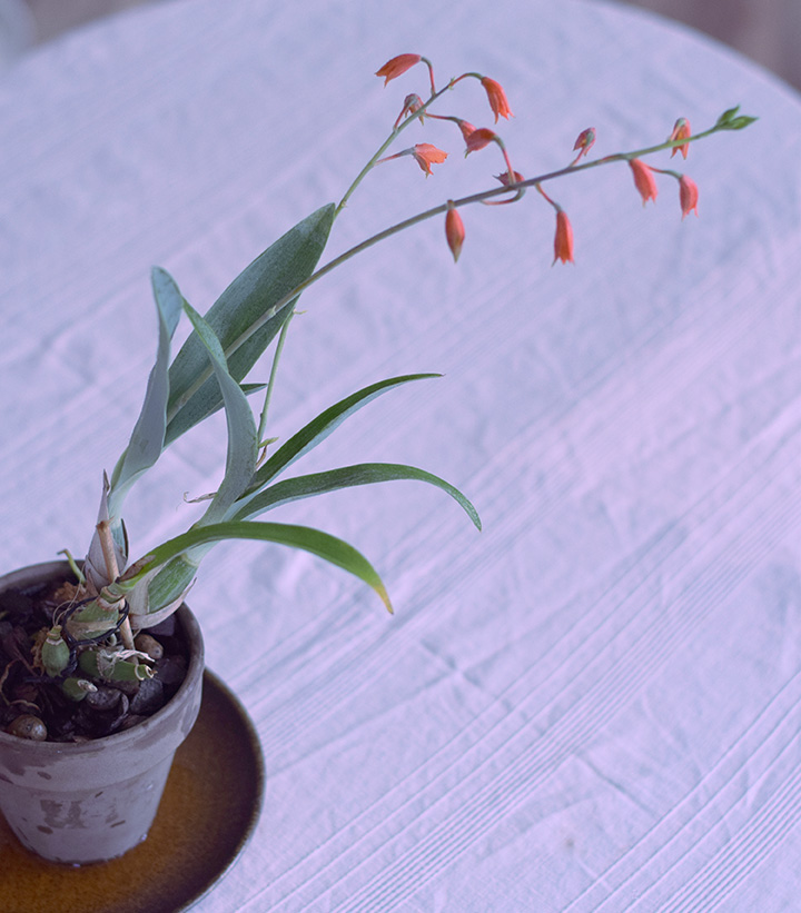 encyclia.jpg