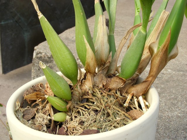 Encyclia cochleata'18.04.29..jpg