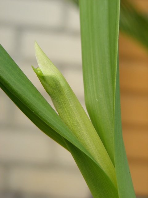 Encyclia cochleata'18.04.29.jpg
