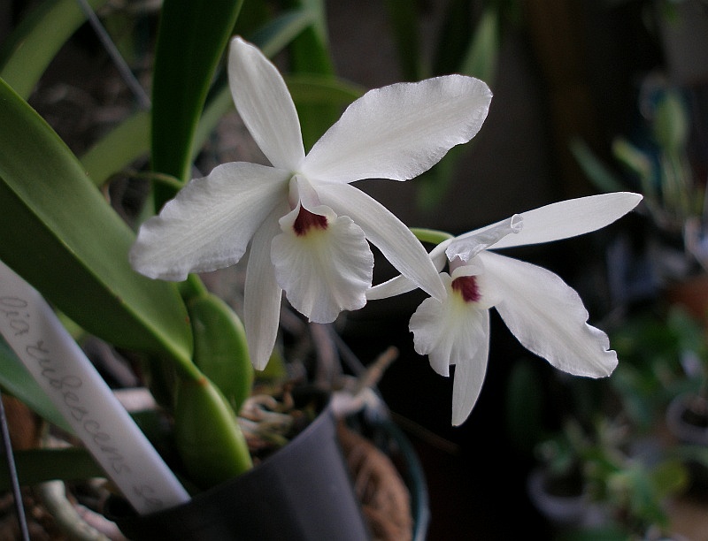 Laelia_rubescens_semi-alba2.jpg