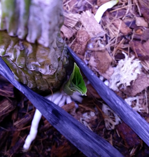Catasetum schunkei 2014-03-20 1.jpg