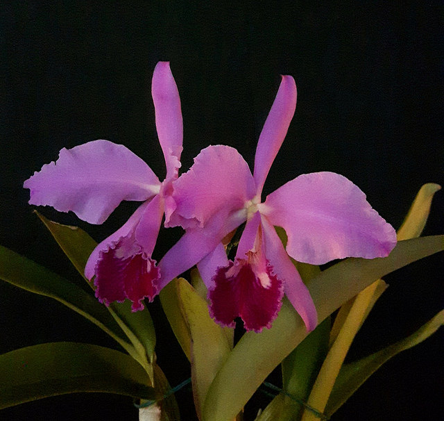 2016-11-28_01-34-08.jpg