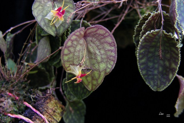 Lepanthes saltatrix & Lepanthes calodictyon leafs.jpg