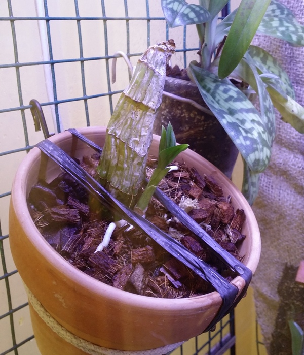 Catasetum schunkei 2014-03-28 3.jpg
