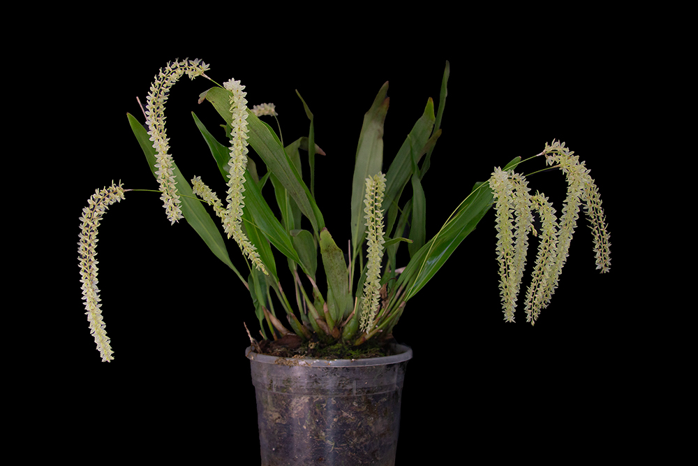 Dendrochillum uncatum var uncatum
