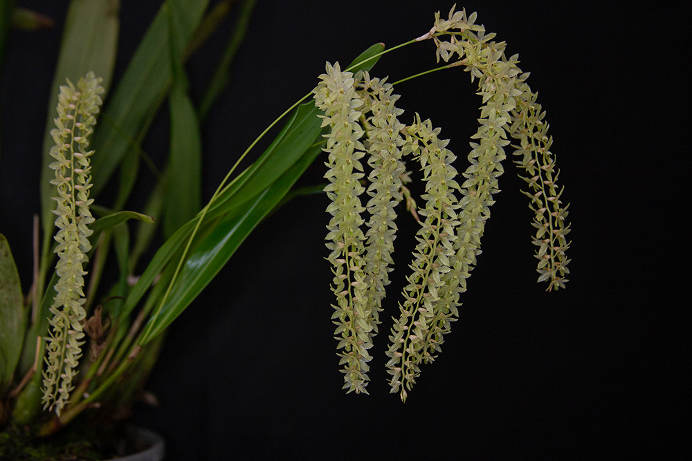 Dendrochillum uncatum var uncatum