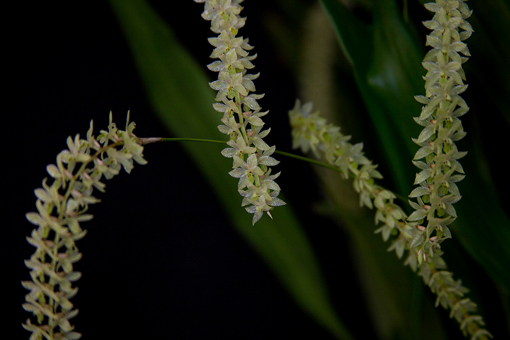 Dendrochillum uncatum var uncatum