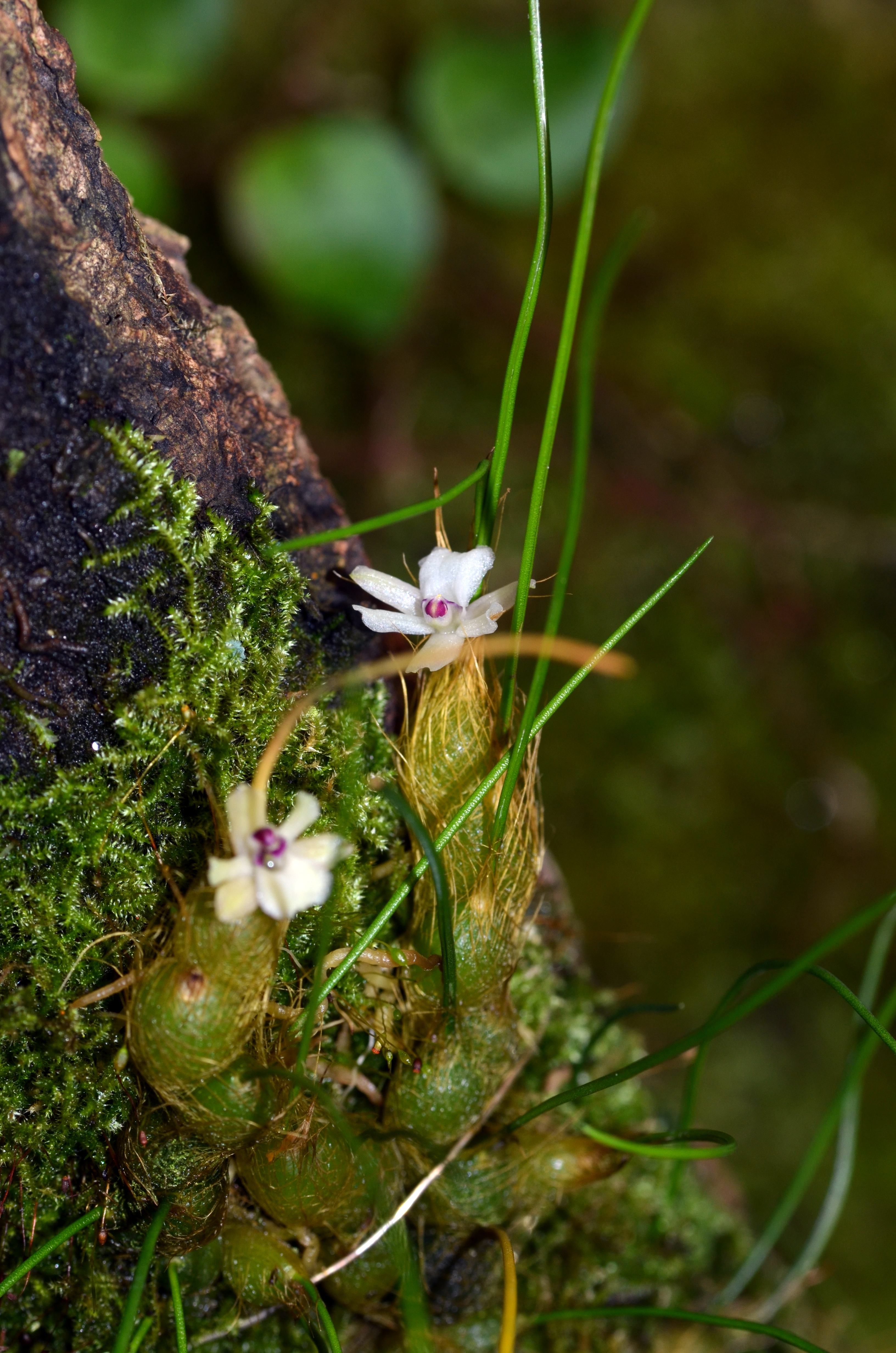 DSC_0867a.jpg
