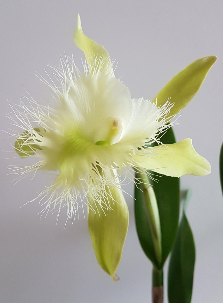 Brassavola digbyana.jpg