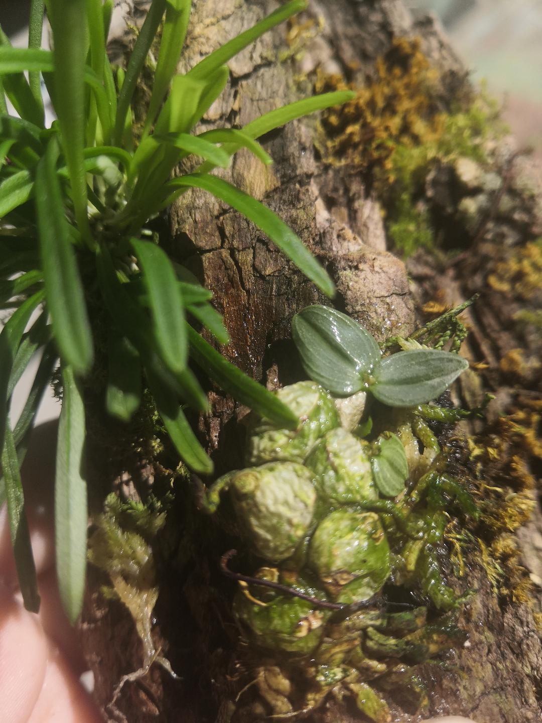 constantia cipoensis po desine ugliukas.jpeg