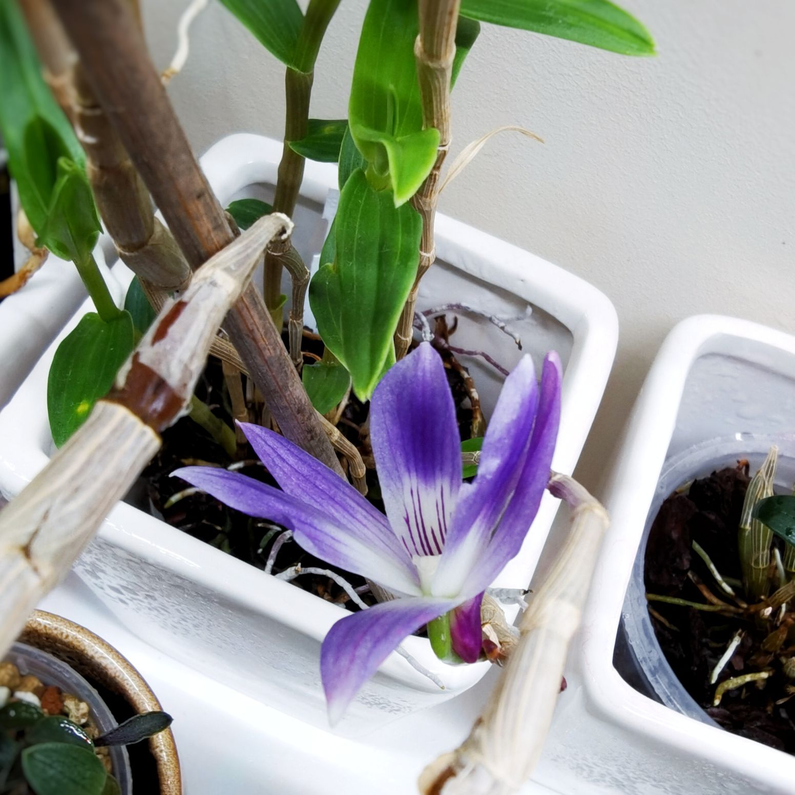 Dendrobium victoria-reginae.jpg