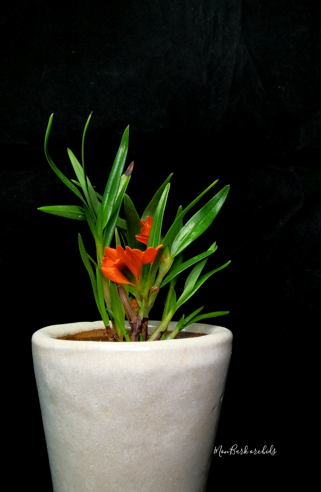 Dendrobium vexillarius red 3.jpg