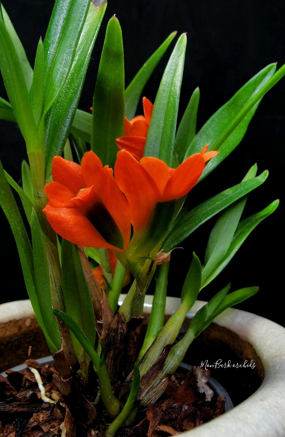 Dendrobium vexillarius red.jpg