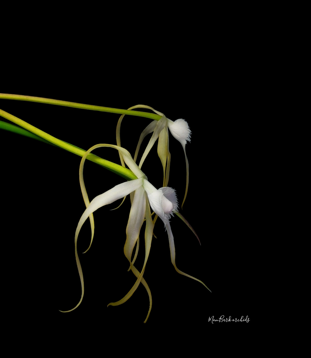 Brassavola cuculata x sib.jpg