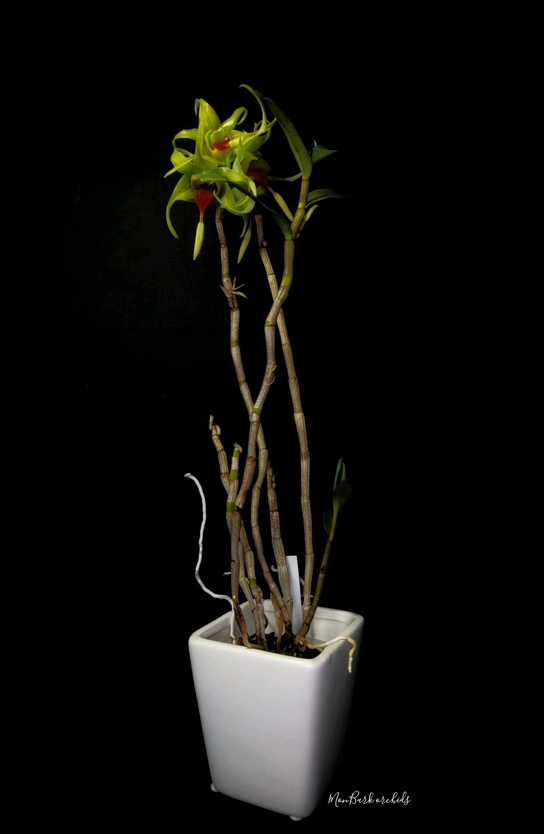 Dendrobium tobaense.jpg