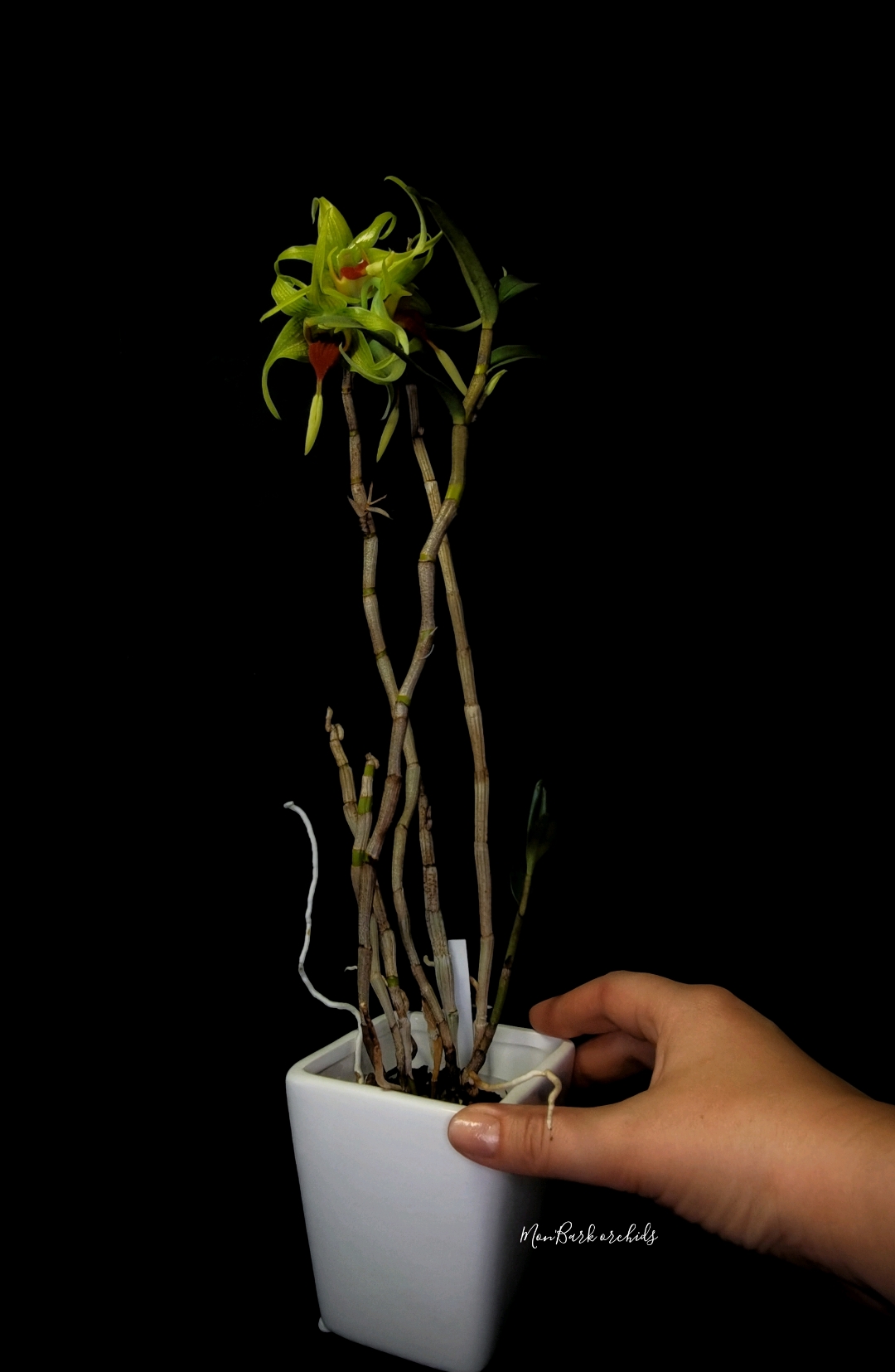 Dendrobium tobaense 1.jpg