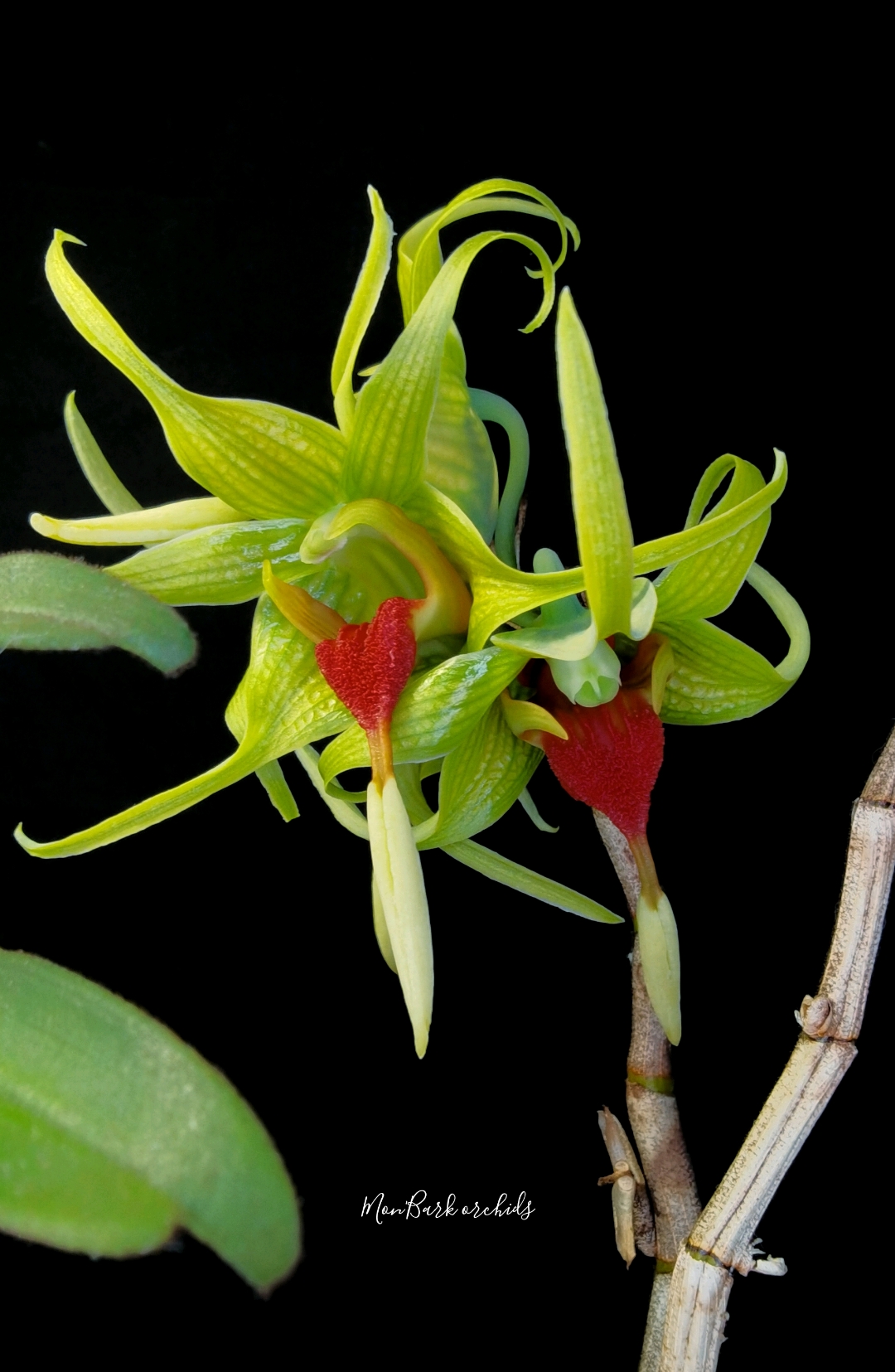 Dendrobium tobaense 3.jpg
