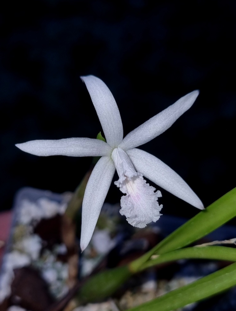 Laelia lundii var. delicata (1).jpg