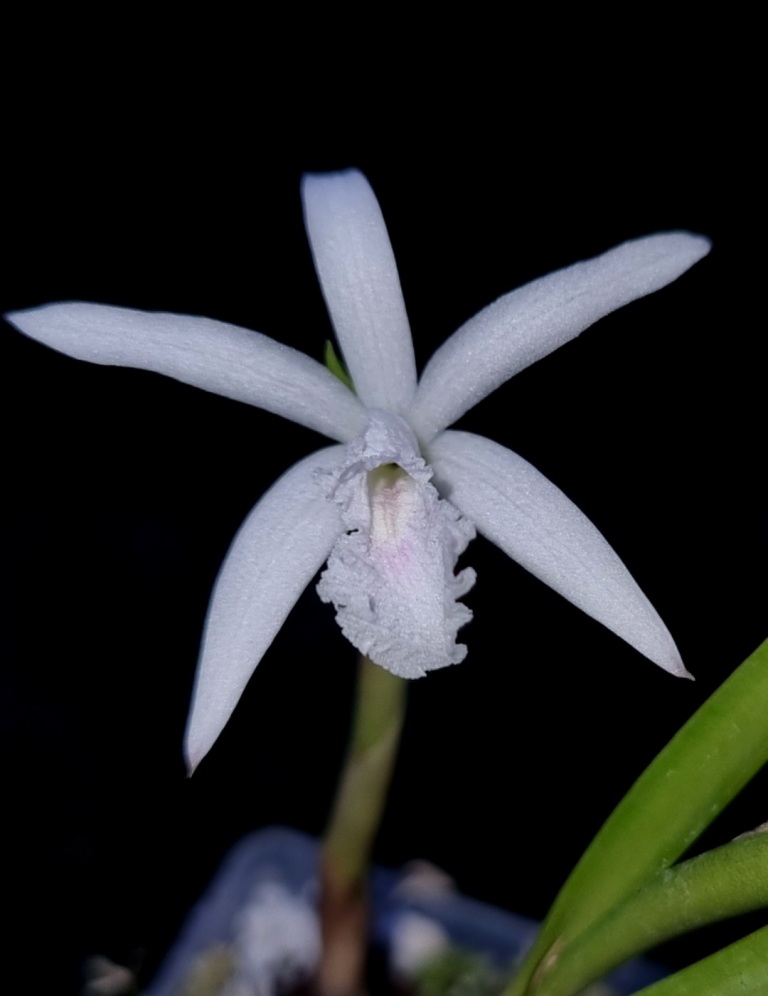 Laelia lundii var. delicata (2).jpg