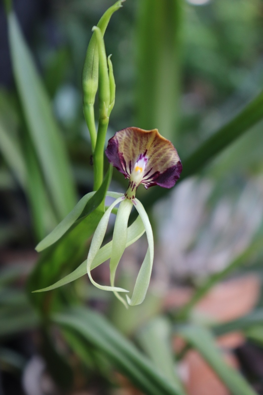 Encyclia cochleata sin. Prosthechea cochleata.JPG