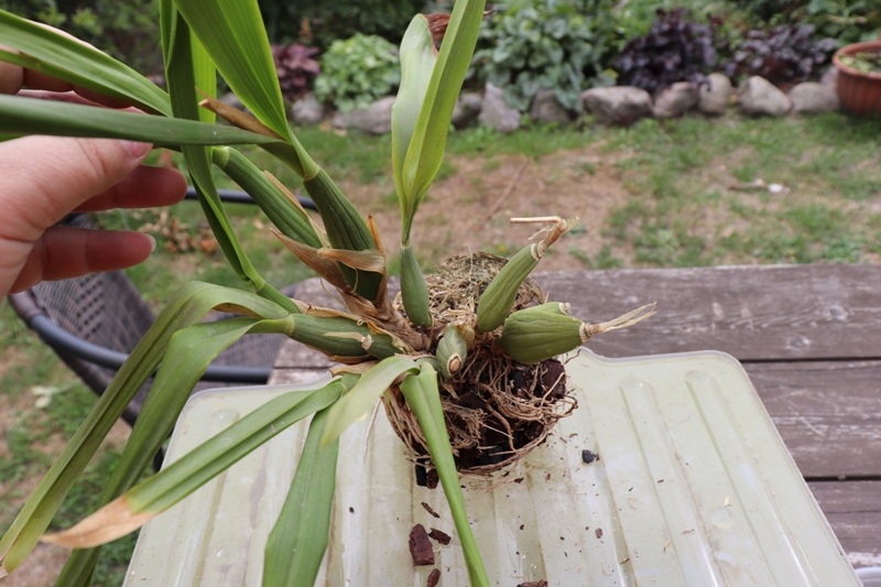 Encyclia cochleata persodinimas'19 (2).JPG