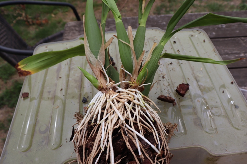 Encyclia cochleata persodinimas'19 (3).JPG