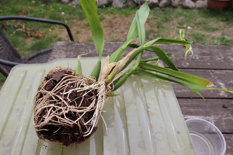 Encyclia cochleata persodinimas'19 (1).JPG